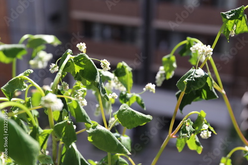 水切れでしおれたソバの花