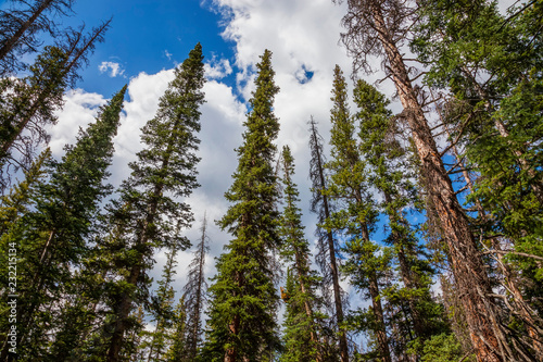 Wide angle photo of spruce and fir trees pointing to the sky. The photo was taken in Medicine Bow National Forest  Wyoming  USA.