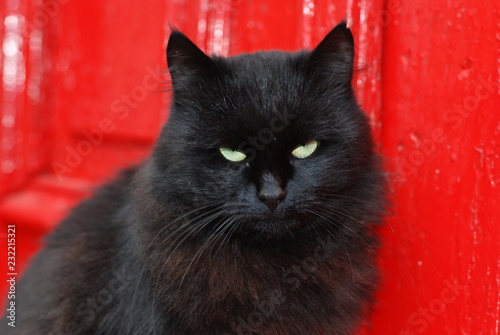 black cat with green eyes