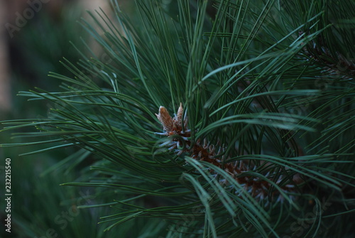 pine tree branch with cones