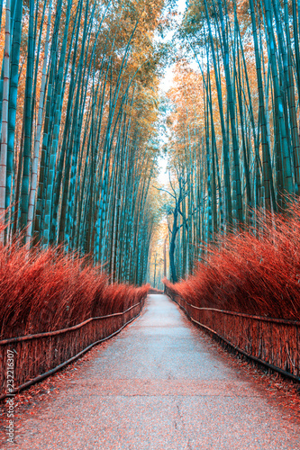 Bamboo forest  at Kyoto  landmark of Japan