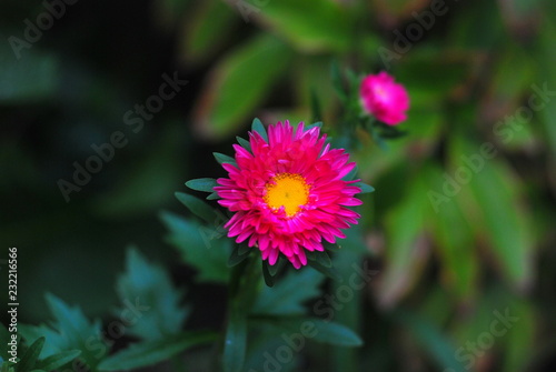 pink flower
