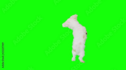 Slow Motion green screen shoot of a white small dog