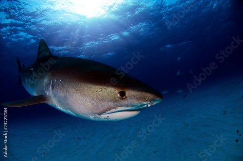 Tiger Shark