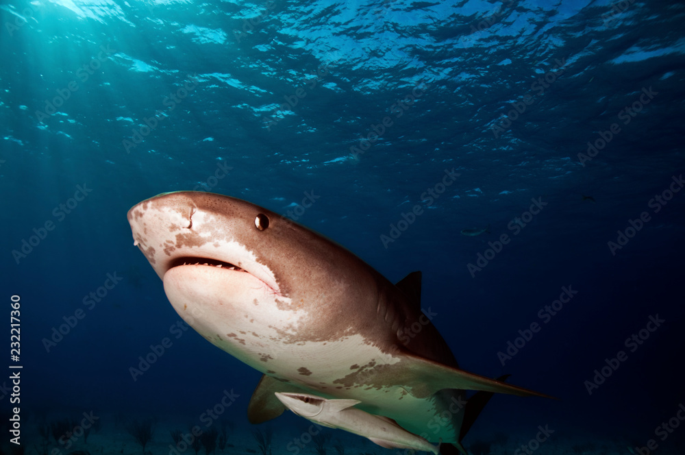 Fototapeta premium Tiger Shark