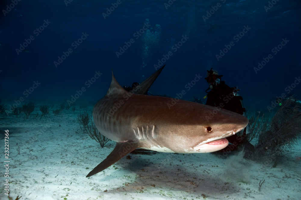 Fototapeta premium Tiger Shark