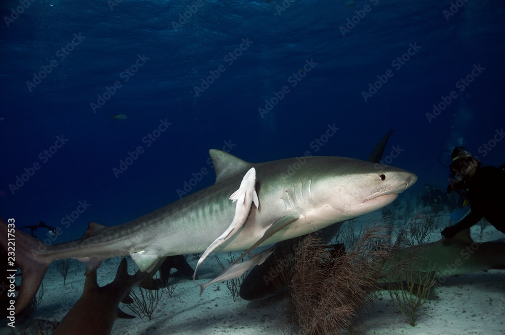 Naklejka premium Tiger Shark