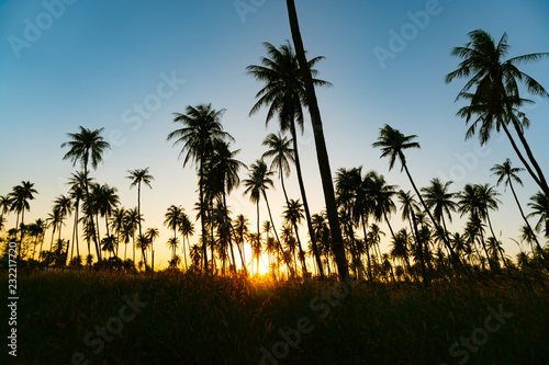 Silhouette coconut palm trees with sunset and flare sky background.