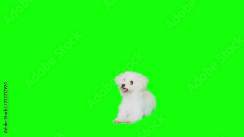 Slow Motion green screen shoot of a white small dog