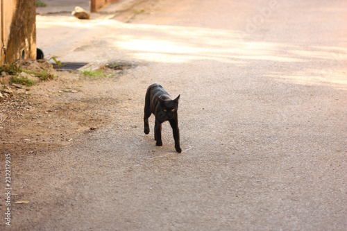black cat in the street