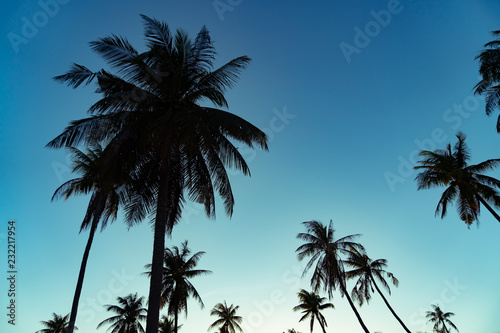 Silhouette coconut palm trees with sunset and flare sky background. © ant