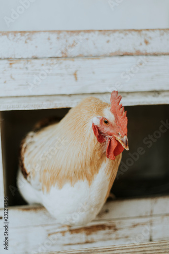 Rescued rooster in a chicken coop
