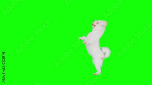 Slow Motion green screen shoot of a white small dog