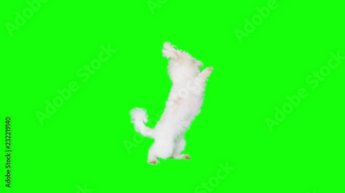 Slow Motion green screen shoot of a white small dog