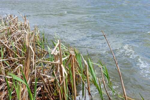 reeds on  lake shoreline