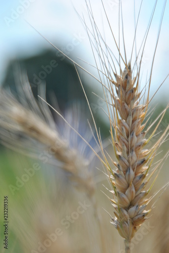ear of wheat