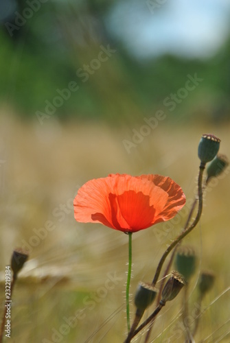 red poppy in field