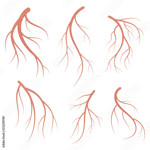 Human veins, red blood vessels realistic vector medical illustration