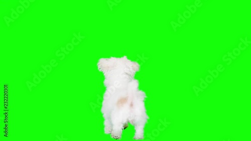 Slow Motion green screen shoot of a white small dog
