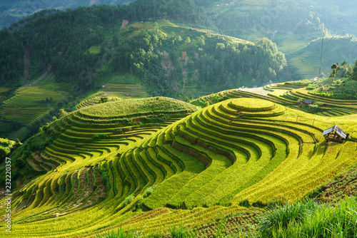 Terraced rice field in harvest season in Mu Cang Chai, Vietnam. Mam Xoi popular travel destination. photo