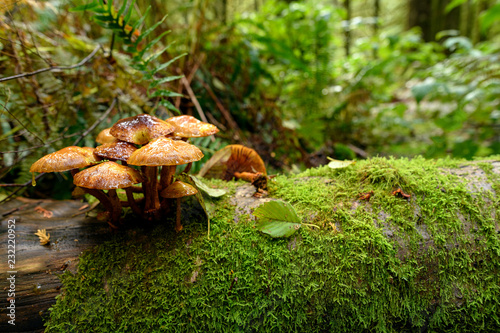 Lush vegetation, thick underbrush and fungi colony on giant tree trunk in the Golden Ears Provincial Park, British Columbia, Canada