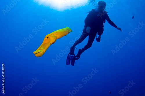 A yellow phase trumpet fish leaving a diver to ascend back nto his world