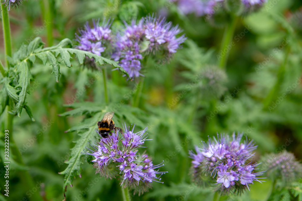 Lacy phacelia is a bee loving plant and an excellent companion plant for crops and gardens Lacy phacelia is a bee loving plant and an excellent companion plant for crops and gardens