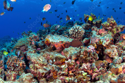 Fototapeta Naklejka Na Ścianę i Meble -  South Pacific Reef