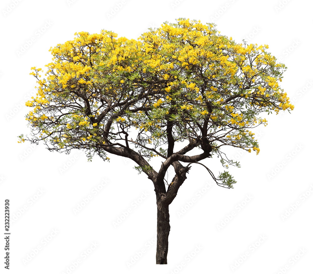 isolated tabebuia golden yellow flower blossom tree on white background isolated tabebuia golden yellow flower blossom tree on white background