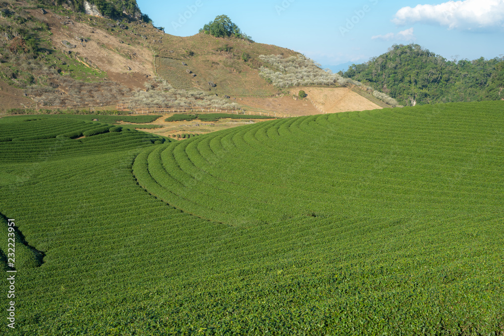 Obraz premium Tea plantation landscape on clear day. Tea farm with blue sky and white clouds.