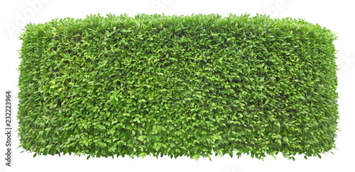 Trimmed green hedge wall isolated on white background for exterior and garden design photo