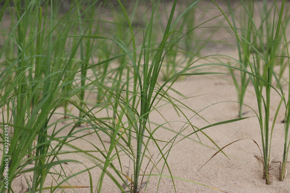Fototapeta premium beach grass