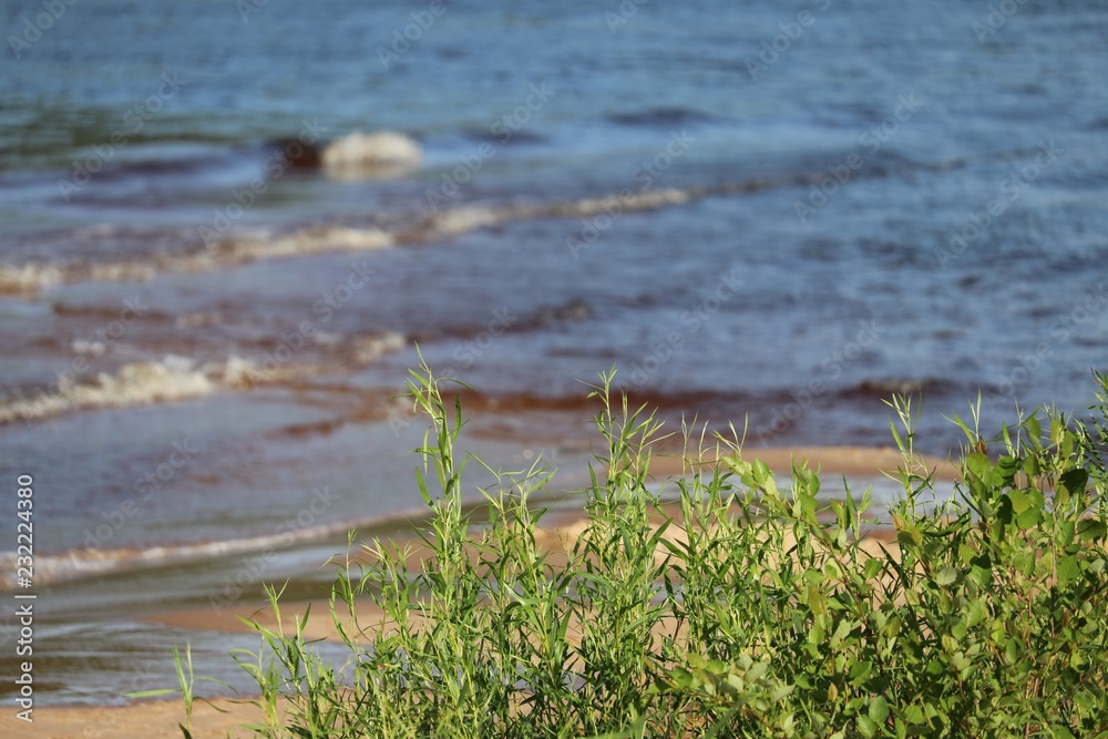 grass on the beach with movement