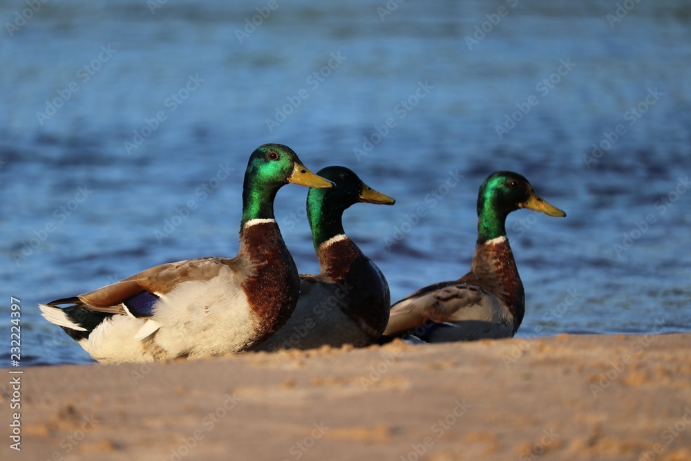 Fototapeta premium duck friends