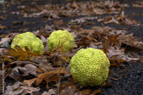 fruits of maclura pomifera,osage orange,adam apple,horse apple on oak leaves background photo