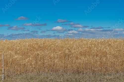 Field of Straw