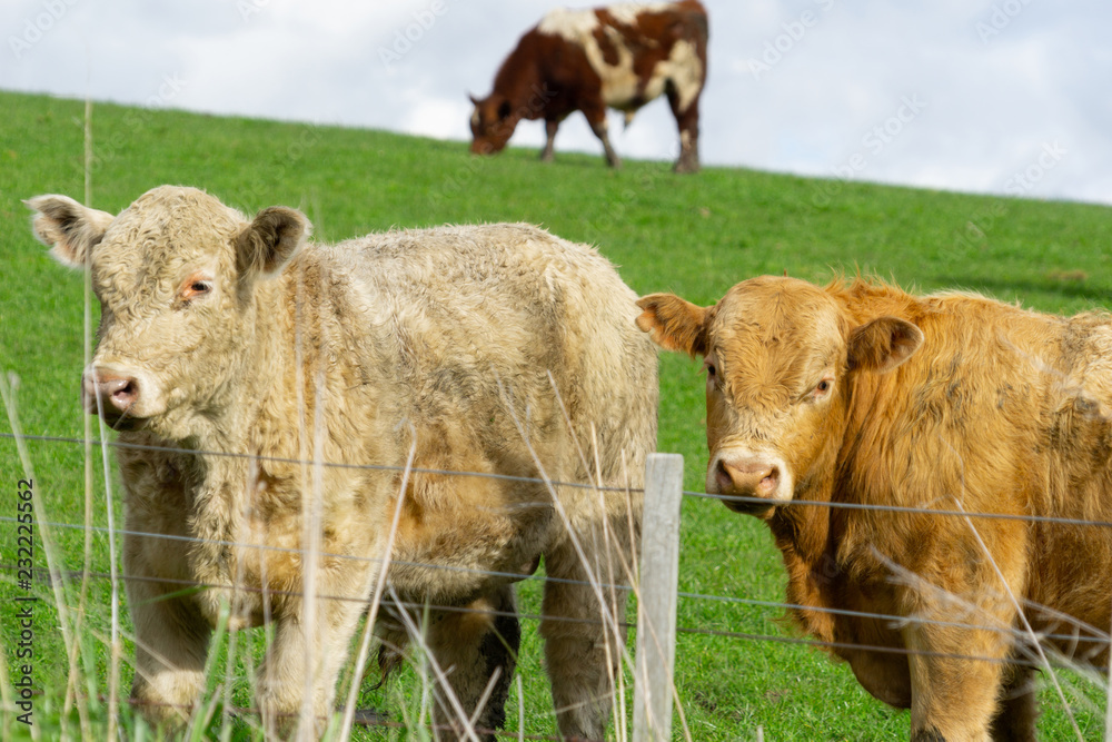 Cattle in field in rural New Zealand Cattle in field in rural New Zealand