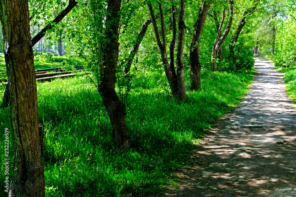 Fototapeta premium path in the forest