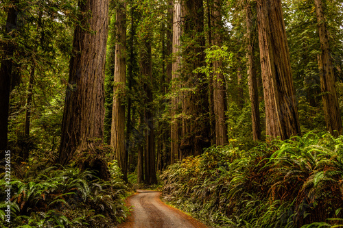 Redwoods photo