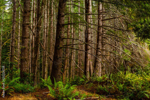 Redwoods © Billy Bateman