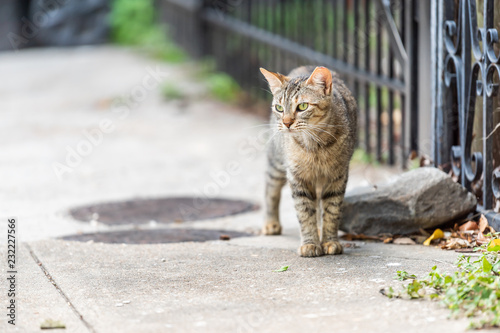 Fototapeta Naklejka Na Ścianę i Meble -  Stray tabby cat with green eyes walking on sidewalk streets in New Orleans, Louisiana by metal fence