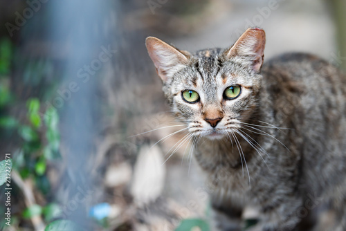 Fototapeta Naklejka Na Ścianę i Meble -  Stray tabby cat with shiny green eyes closeup on sidewalk streets in New Orleans, Louisiana hungry