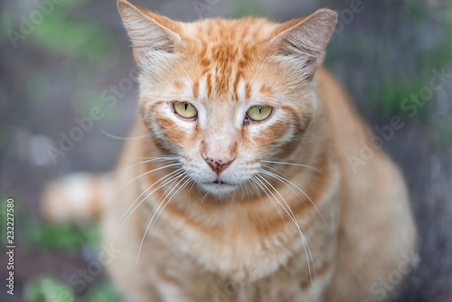 Stray tabby orange ginger cat with sad yellow green eyes closeup on sidewalk streets in New Orleans, Louisiana hungry