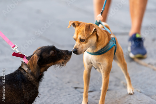 Fototapeta Naklejka Na Ścianę i Meble -  Two funny dogs sniffing smelling scent noses in park on leashes looking at each other pedigree street cute