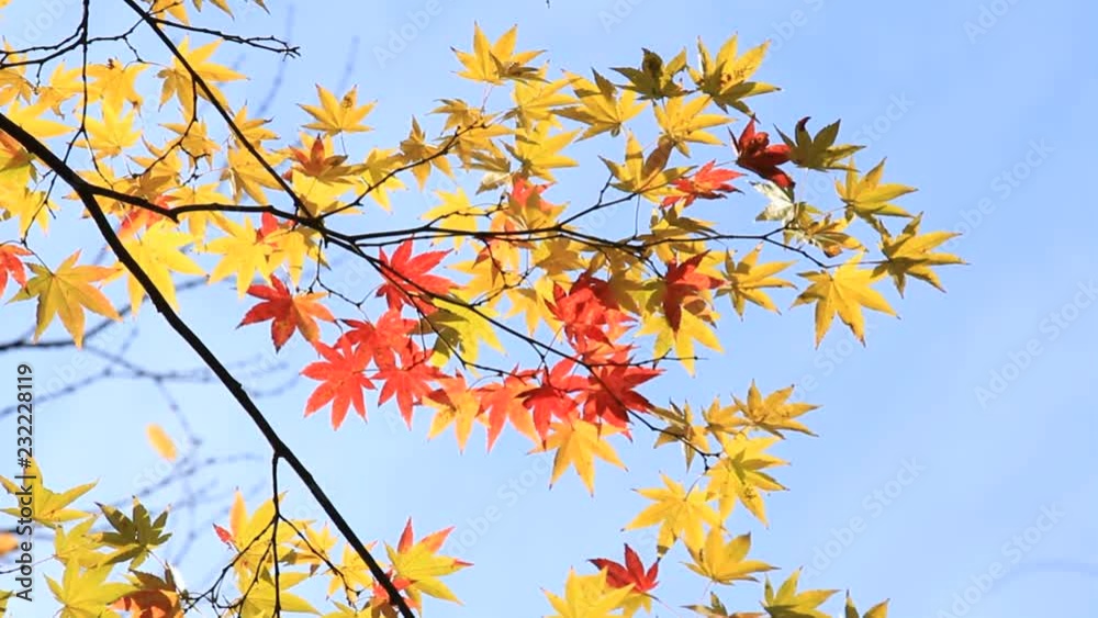 鮮やかな紅葉