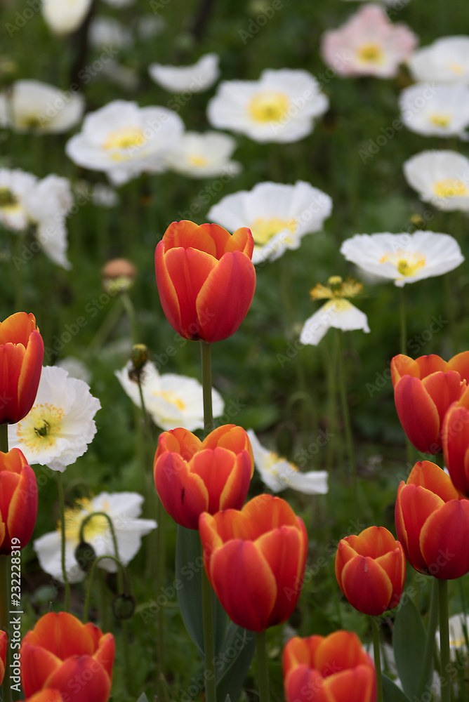 field of red and yellow tulips field of red and yellow tulips