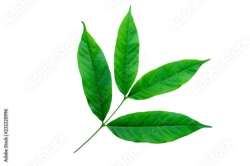 Green leaves isolated on a white background. File contains with clipping path.