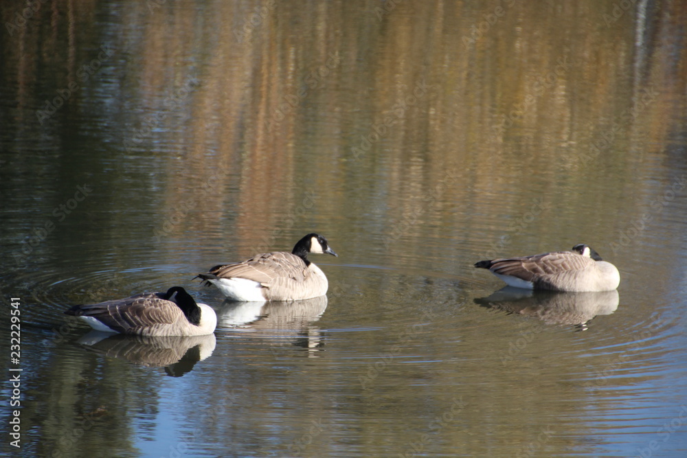 Geese Making Ripples, Gold Bar Park, Edmonton, Alberta Geese Making Ripples, Gold Bar Park, Edmonton, Alberta