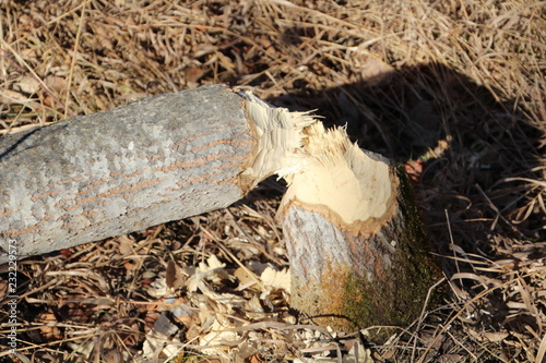 The Handy Work Of Beavers, Whitemud Park, Edmonton, Alberta photo