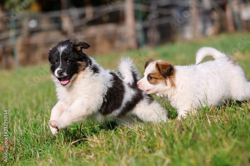 Canvas Print two Elo puppies are running on the meadow